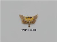 藏品(螟蛾223)的圖片